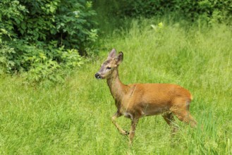A female roe deer (Capreolus capreolus) crosses a green meadow. Bavaria, Germany