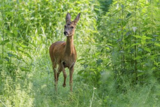 A female roe deer (Capreolus capreolus) crosses a nettle thicket. Bavaria, Germany