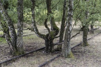 Renaturalisation in the Schöneberger Südgelände nature park, birch trees (Betula pendula) between