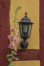 Flowering pink hollyhocks at an old half timbered wall with lamp in Ystad, Skåne county, Sweden,