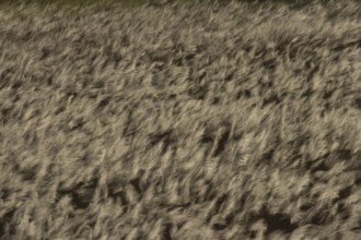 Common reed (Phragmites australis) reeds in a reedbed blowing in the wind abstract image, England,