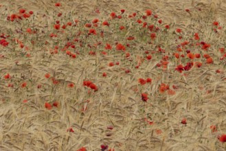 Common field poppy (Papaver rhoeas) flowers in a ripe farmland barley crop in summer, England,