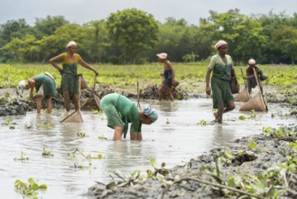 BAKSA, INDIA- JULY 12: Tribal women engage in traditional fishing using Jakoi, a bamboo fishing