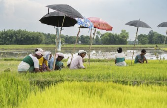 BAKSA, INDIA- JULY 12: Tribal women prepare rice saplings under temporary umbrellas on a hot summer