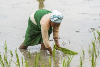 BAKSA, INDIA- JULY 12: A tribal woman transplant rice seedlings in a waterlogged paddy field in