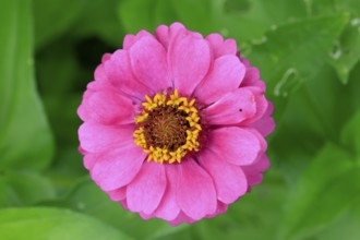 Zinnia (Zinnia elegans), flower, flowering, Germany