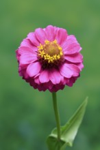 Zinnia (Zinnia elegans), flower, flowering, Germany