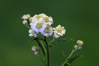 Marsh yarrow (Achillea ptarmica), flowering, flowers, Ellerstadt, Germany
