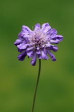 Pigeon Scabiosa (Scabiosa columbaria), pigeonweed, flowering, flowering, Ellerstadt, Germany