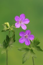 Cranesbill (Geranium cinereum), flowering, flowers, perennial plant, perennial, Ellerstadt, Germany