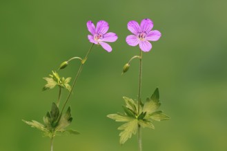 Cranesbill (Geranium cinereum), flowering, flowers, perennial plant, perennial, Ellerstadt, Germany