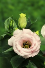 Prairie gentian, Lisianthius, Eustoma, flowering, Germany