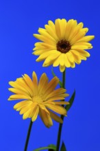 Marigold (Calendula officinalis), flower, flowering, medicinal plant, Ellerstadt, Germany