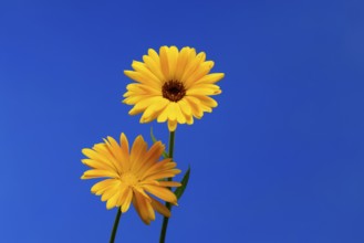 Marigold (Calendula officinalis), flower, flowering, medicinal plant, Ellerstadt, Germany