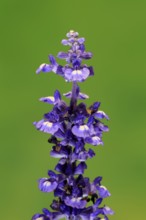Mealycup sage (Salvia farinacea), flowering, flower, Ellerstadt, Germany
