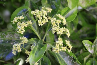 Euonymus japonicus (Euonymus japonicus), flowering, Germany