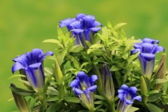 Koch's gentian (Gentiana acaulis), flowering, Germany
