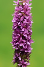 Purple loosestrife (Lythrum salicaria), flower, flowering, Germany
