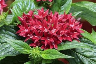 Pentas lanceolata, flowering, Germany
