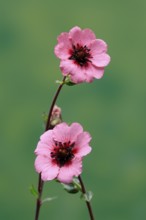 Dark crimson cinquefoil (Potentilla atrosanguinea), flowering, Germany