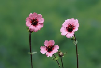 Dark crimson cinquefoil (Potentilla atrosanguinea), flowering, Germany