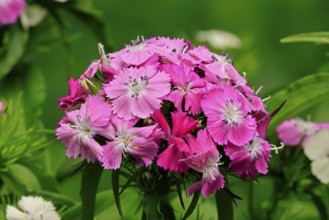 Bearded carnation (Dianthus barbatus), flowering, Germany