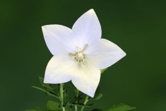 Balloon flower (Platycodon grandiflorus), flowering, Germany