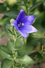 Balloon flower (Platycodon grandiflorus), flowering, Germany