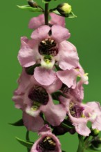 Angelonia (Angelonia angustifolia), flowering, Germany