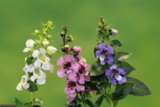 Angelonia (Angelonia angustifolia), flowering, Germany