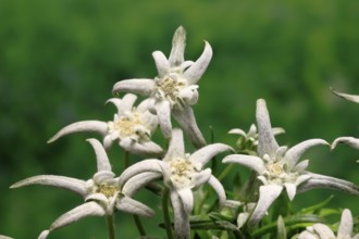 Alpine edelweiss (Leontopodium alpinum), Leontopodium nivale subsp. alpinum), flowering, Germany