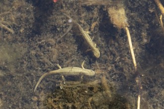 Smooth or Common newt (Lissotriton vulgaris) adult male and female amphibians in a pond, England,