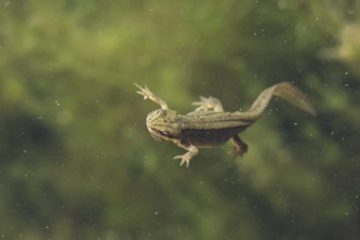 Smooth or Common newt (Lissotriton vulgaris) adult amphibian swimming in a pond, England, United