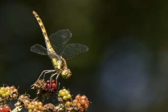 Common darter dragonfly (Sympetrum striolatum) adult insect resting on a blackberries in summer,