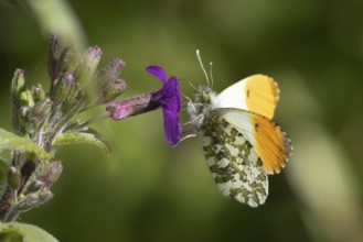 Orange tip butterfly (Anthocharis cardamines) adult male insect feeding on purple Honesty garden