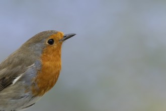 European robin (Erithacus rubecula) adult garden bird head portrait, England, United Kingdom