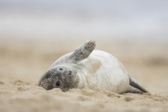 Grey seal (Halichoerus grypus) adult animal resting on a sandy beach, Norfolk, England, United