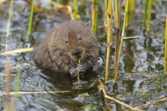 Water vole (Arvicola amphibius) adult animal eating pond weed in a lake, England, United Kingdom