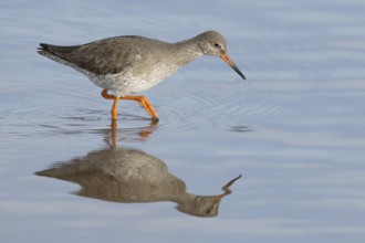 Common redshank (Tringa totanus) adult wading bird in water of a coastal lagoon, England, United