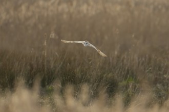 Barn owl (Tyto alba) adult bird in flight hunting over marshland, England, United Kingdom