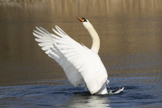 Mute swan (Cygnus olor) adult bird flapping its wings on the water surface of a lake, England,
