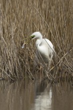 Great white egret (Ardea alba) adult bird in water on the edge of a reedbed with a frog for food in