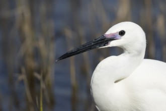Little egret (Egretta garzetta) adult bird head portrait, England, United Kingdom
