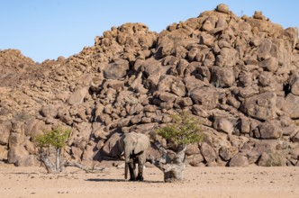 African elephant (Loxodonta africana), desert elephant, near the Hoanib River, Damaraland, Kunene