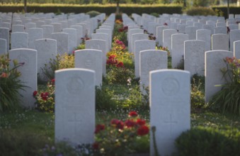 Gravestones, war graves, soldiers' graves, flowers, roses, British and German military cemetery,