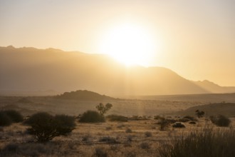 Desert landscape in the evening light at sunset, Brandberg, Erongo, Damaraland, Namibia