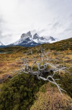 Enchanted dead trees, Cuernos del Paine mountain range in autumn, Torres del Paine National Park,