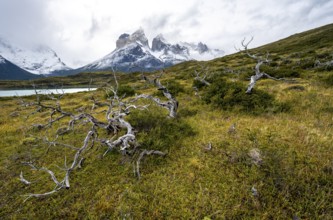 Enchanted dead trees, Cuernos del Paine mountain range in autumn, Torres del Paine National Park,