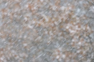 Oak (Quercus) with autumn leaves in dense snowfall, snow drift, North Sea, Norddeich, Lower Saxony,
