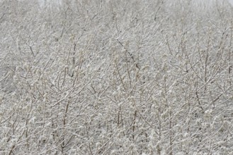 Winter day, onset of winter, snow lies on the bushes in the dune landscape of Norddeich, North Sea,